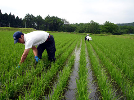 御前清水米コシヒカリ(栽培期間中農薬不使用・有機肥料100%使用）　令和３年　「一等米」